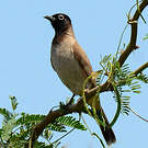 Bulbul d'Arabie