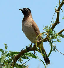 Bulbul d'Arabie