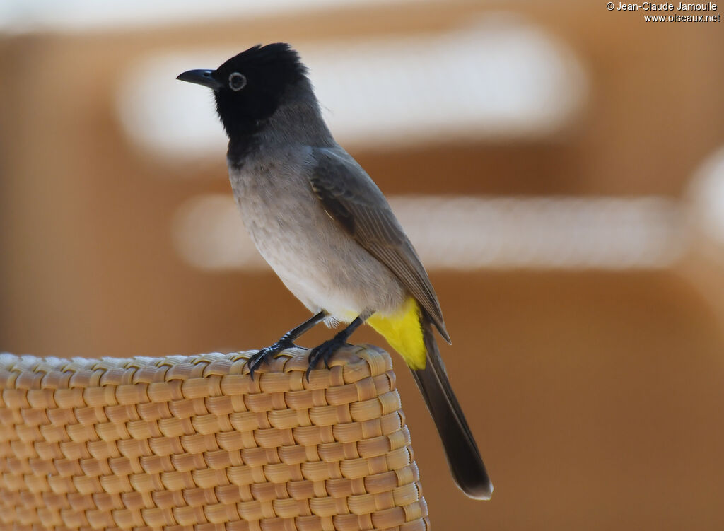 White-spectacled Bulbul