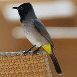 Bulbul d'Arabie