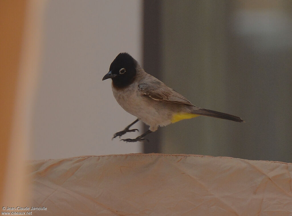 Bulbul d'Arabie, Comportement