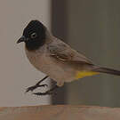 Bulbul d'Arabie