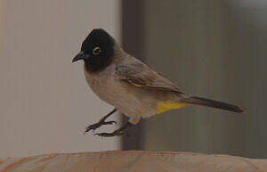 Bulbul d'Arabie