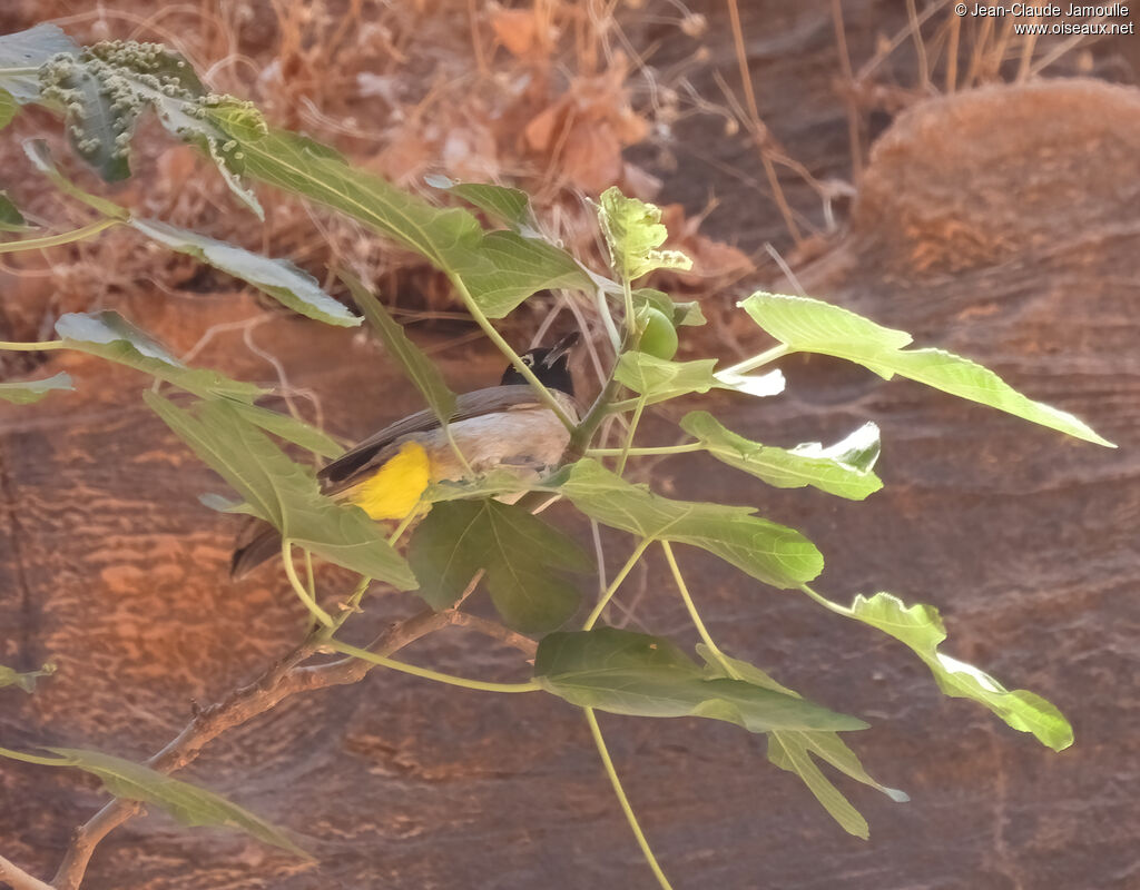 White-spectacled Bulbul