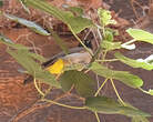 Bulbul d'Arabie