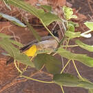 Bulbul d'Arabie