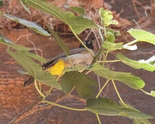 Bulbul d'Arabie