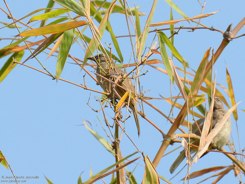 Streak-eared Bulbul