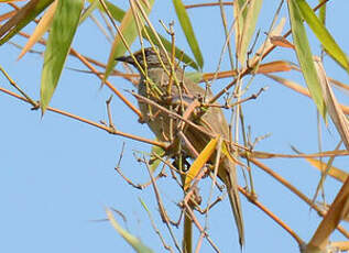 Bulbul de Conrad