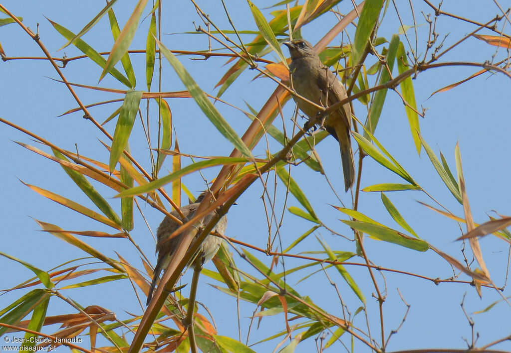 Streak-eared Bulbul