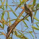 Bulbul de Conrad