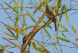 Streak-eared Bulbul