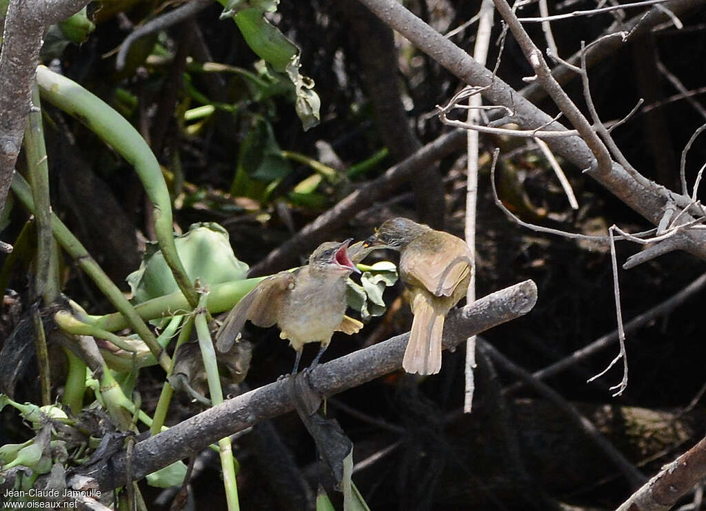 Streak-eared Bulbul, feeding habits, Reproduction-nesting, Behaviour