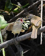 Streak-eared Bulbul