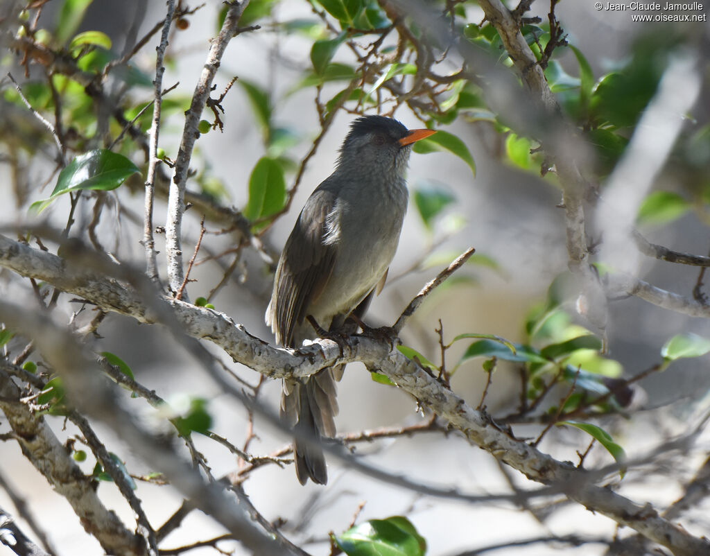 Bulbul de Madagascar