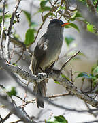 Malagasy Bulbul