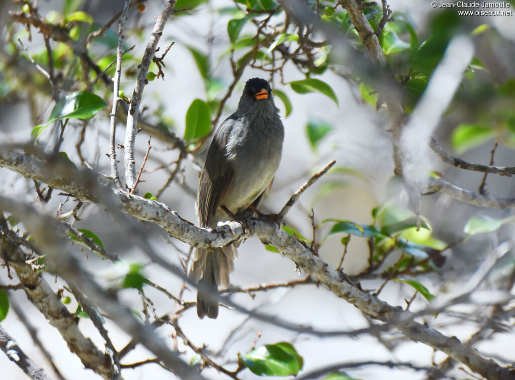 Bulbul de Madagascar