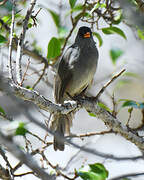 Malagasy Bulbul