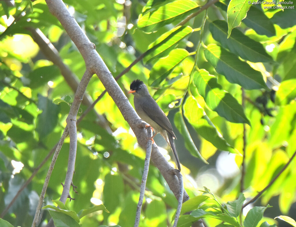 Bulbul de Madagascar