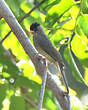 Bulbul de Madagascar