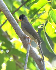 Bulbul de Madagascar