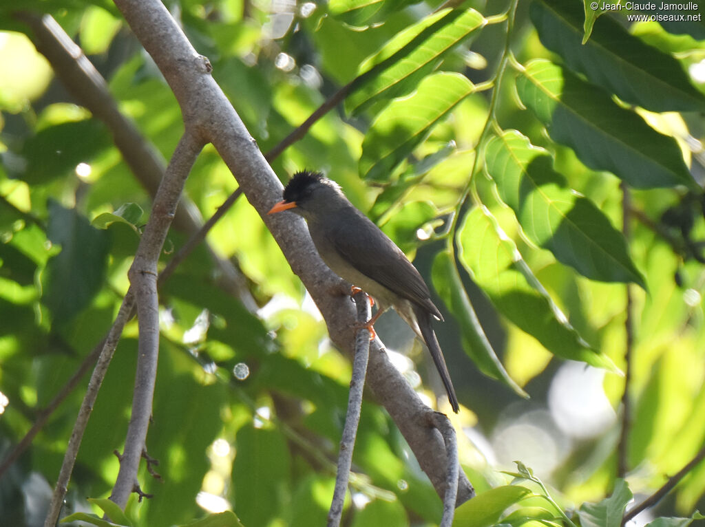 Malagasy Bulbul