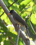 Bulbul de Madagascar