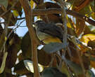 Bulbul de Palawan