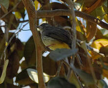 Bulbul de Palawan