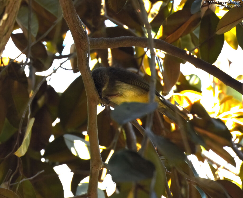 Bulbul de Palawanadulte