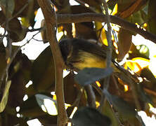 Bulbul de Palawan