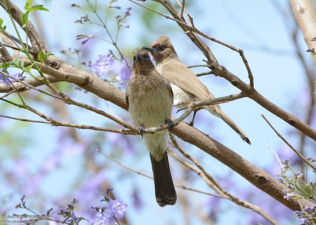 Bulbul des jardins