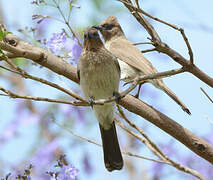 Bulbul des jardins