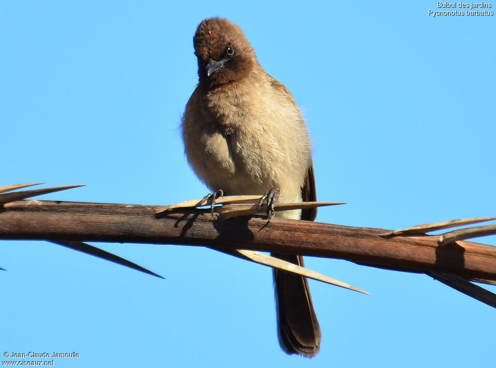 Bulbul des jardins