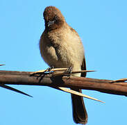 Common Bulbul