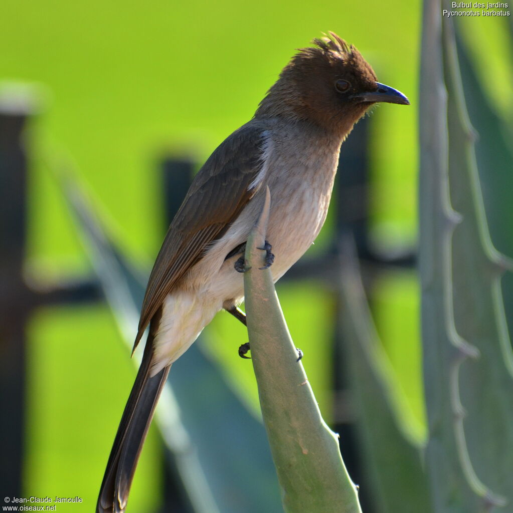 Bulbul des jardins, Comportement