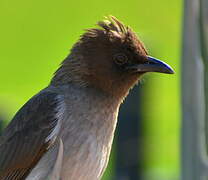 Common Bulbul