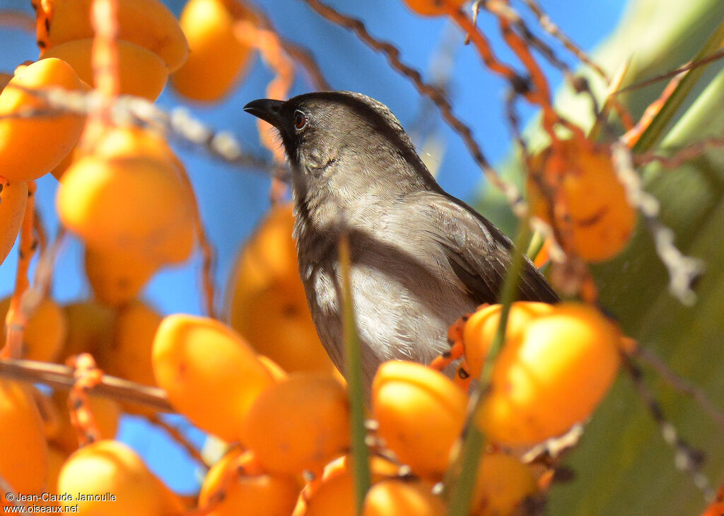 Common Bulbul