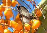 Bulbul des jardins