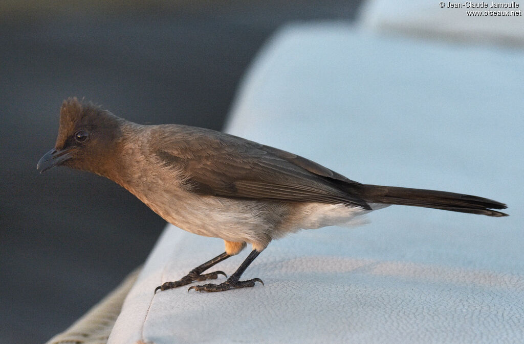 Common Bulbul