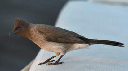 Bulbul des jardins