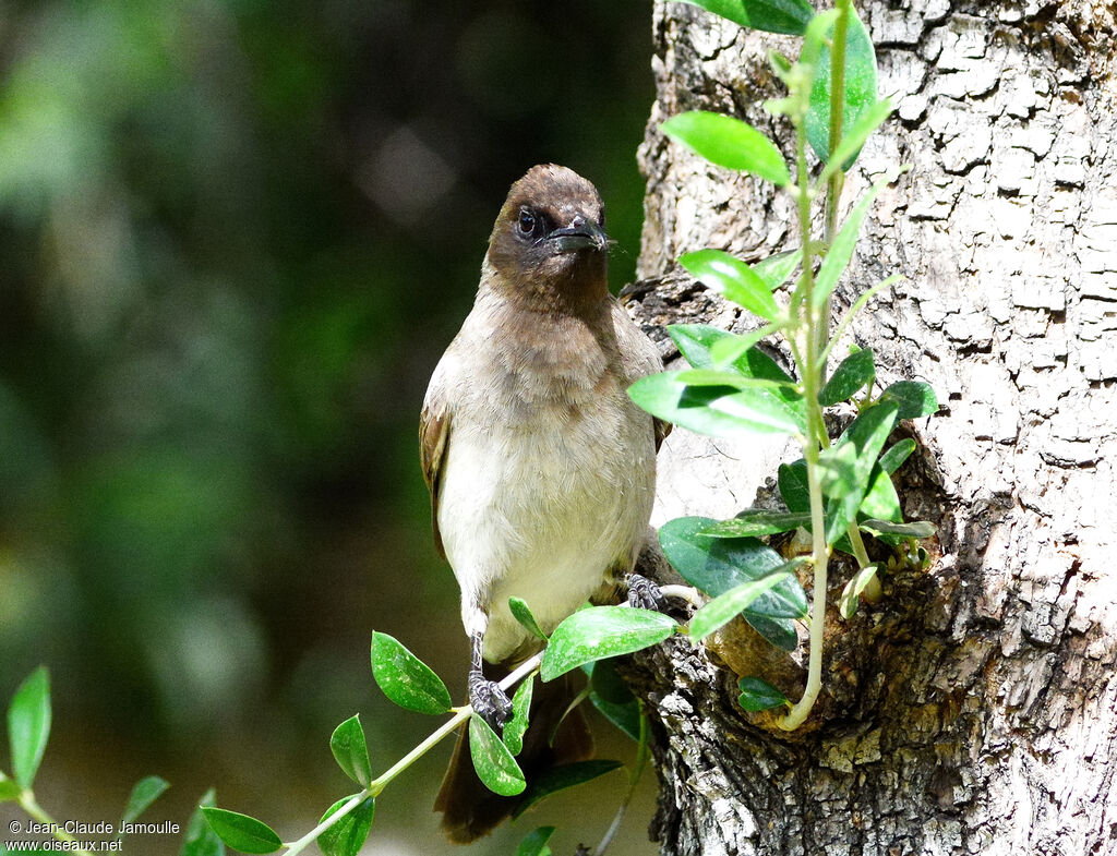 Bulbul des jardins