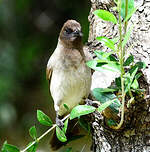 Bulbul des jardins