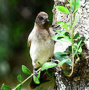 Bulbul des jardins