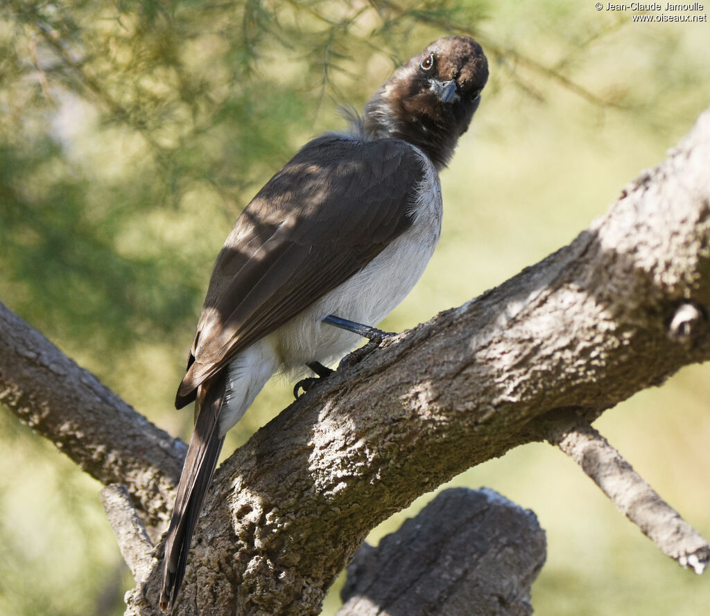 Common Bulbul