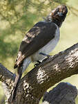 Bulbul des jardins