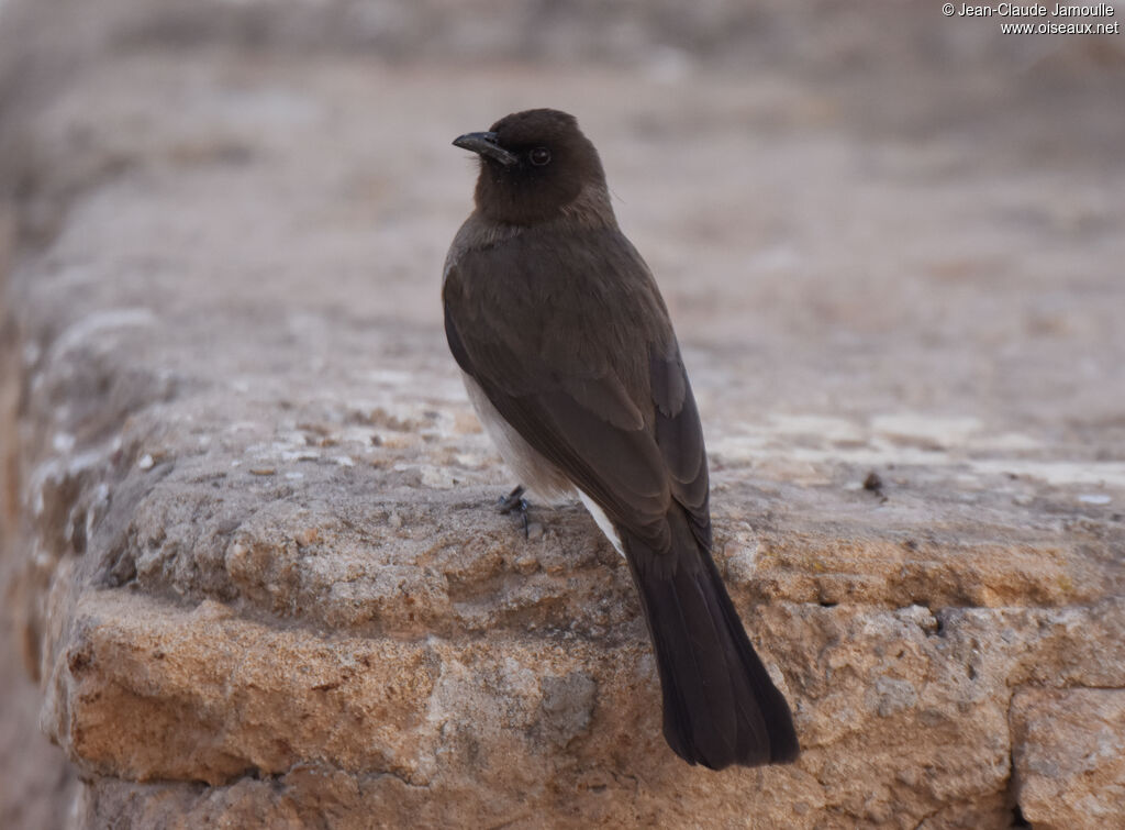 Bulbul des jardins