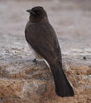 Bulbul des jardins