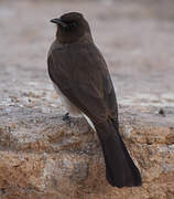 Common Bulbul