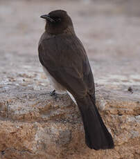 Bulbul des jardins